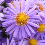 blume