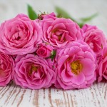 rosen