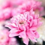 blumen-rosa