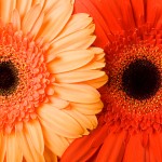 blumen4