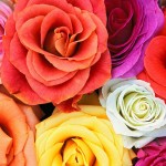 rosen2